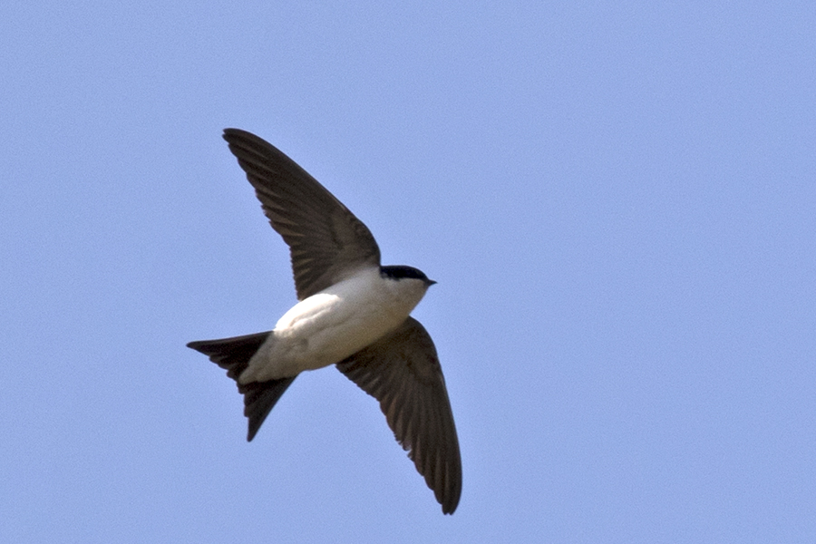 Western House Martin