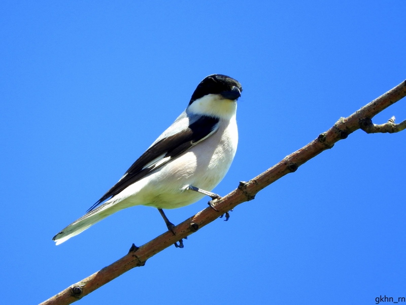 Lesser Grey Shrike