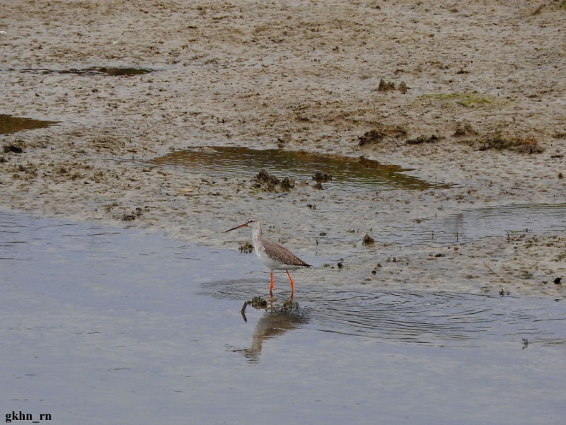 Spotted Redshank