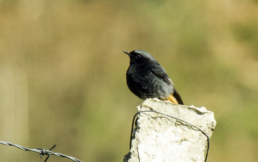 Black Redstart