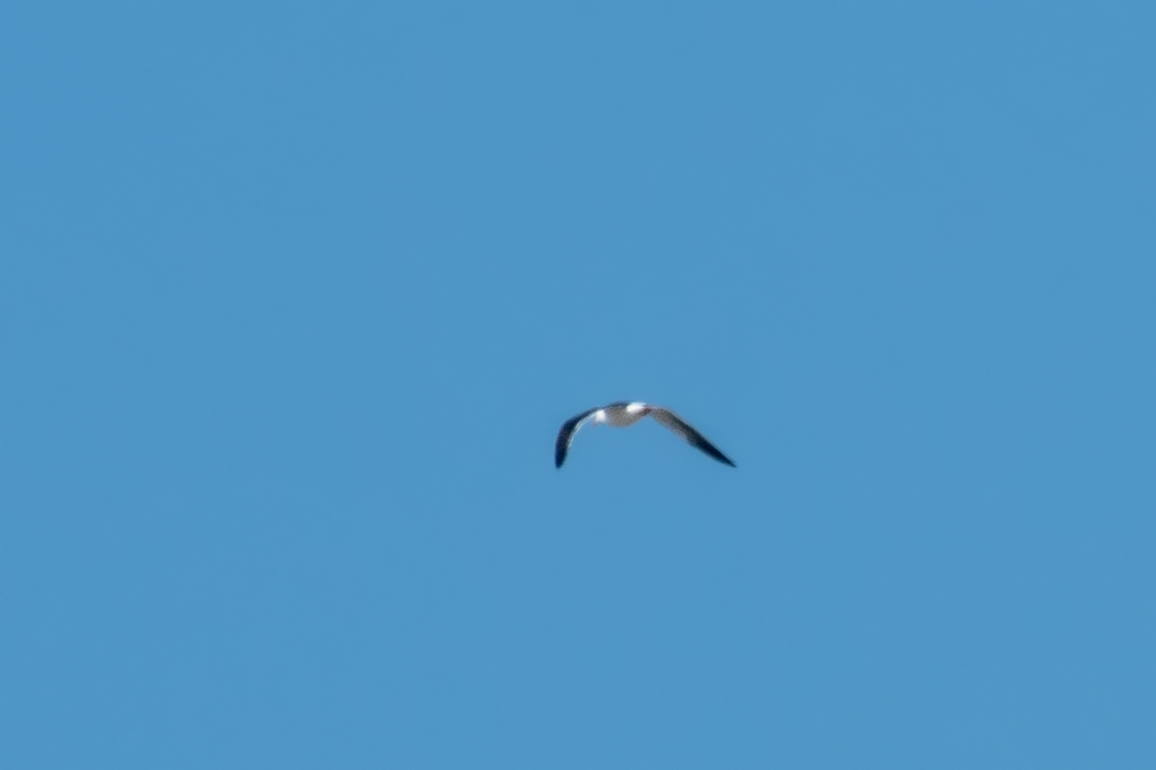 Lesser Black-backed Gull