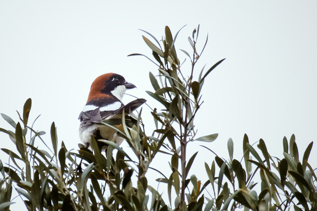 Woodchat Shrike