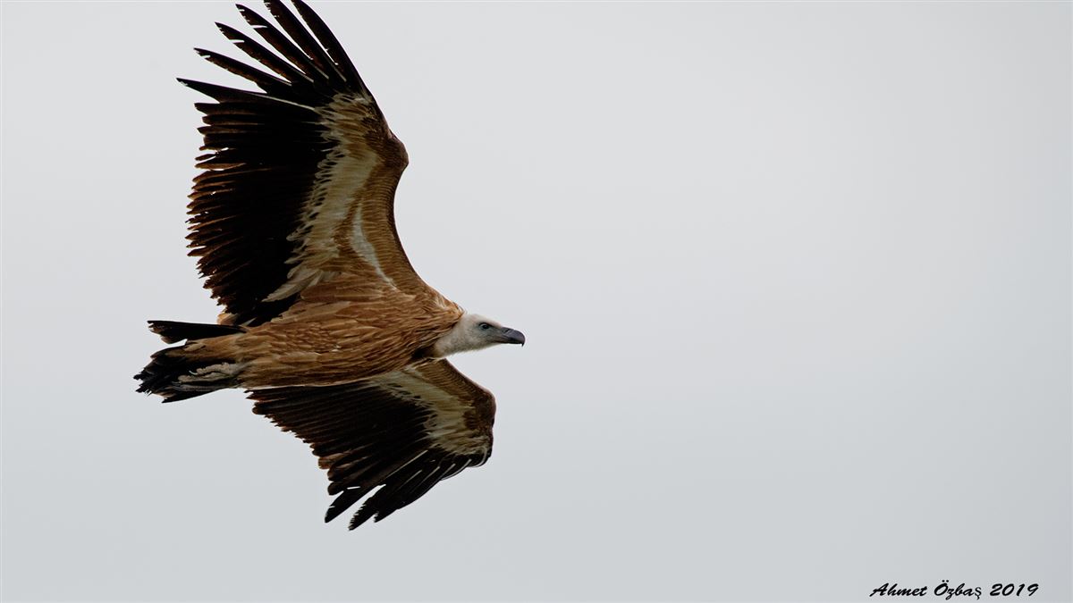 Griffon Vulture