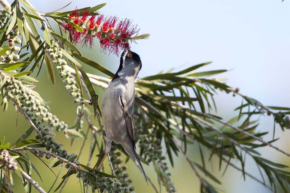 Rüppell`s Warbler