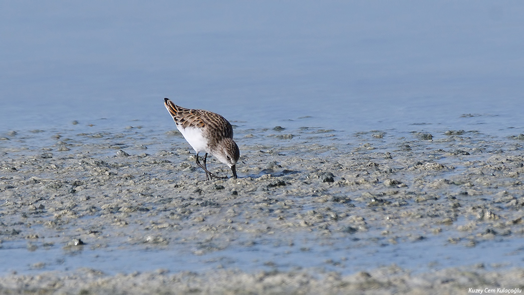 Küçük Kumkuşu