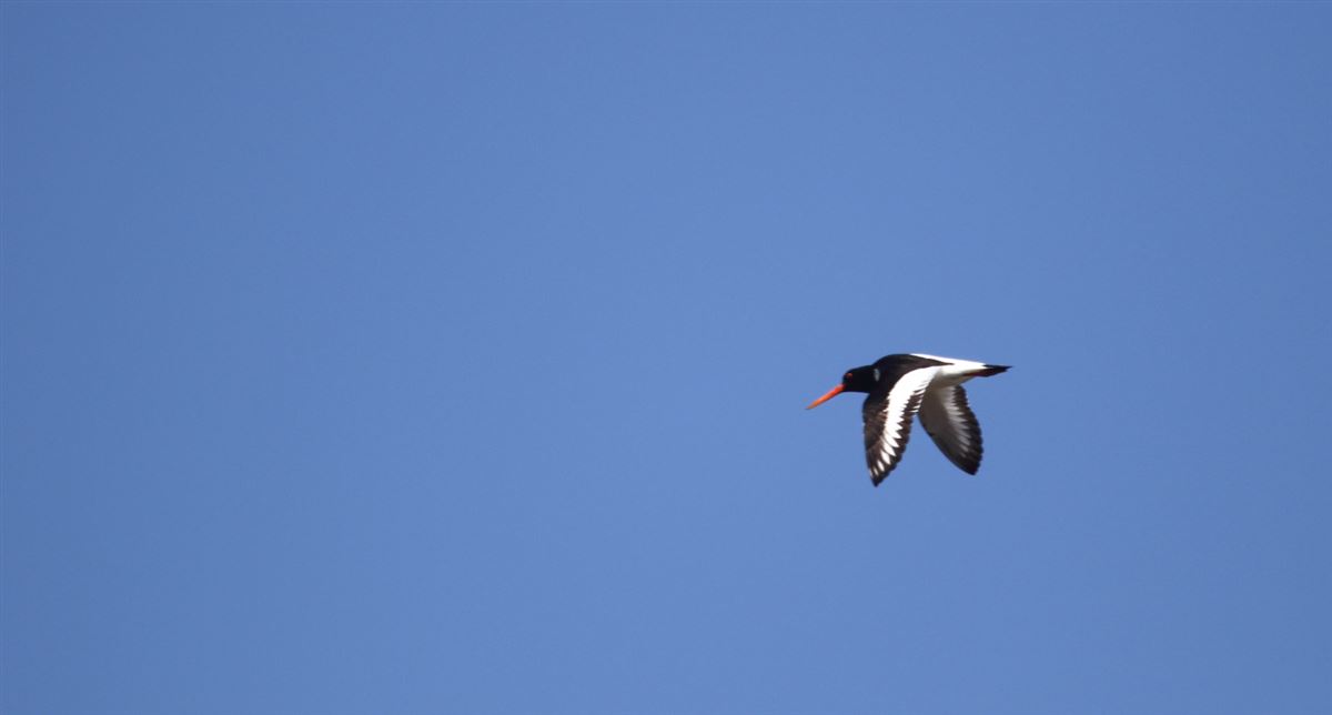Eurasian Oystercatcher