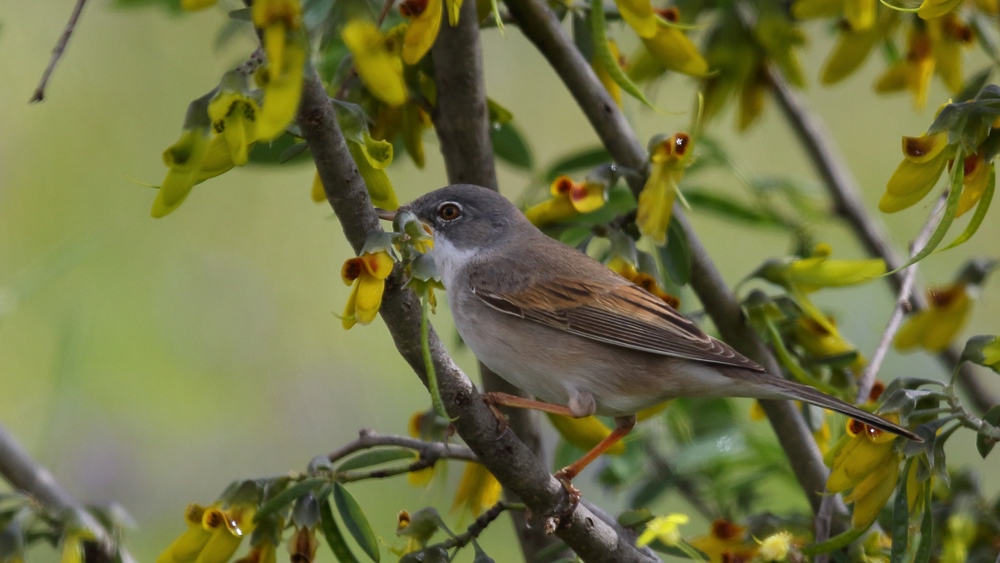 Common Whitethroat