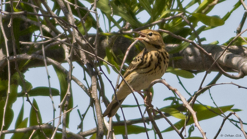 Tree Pipit