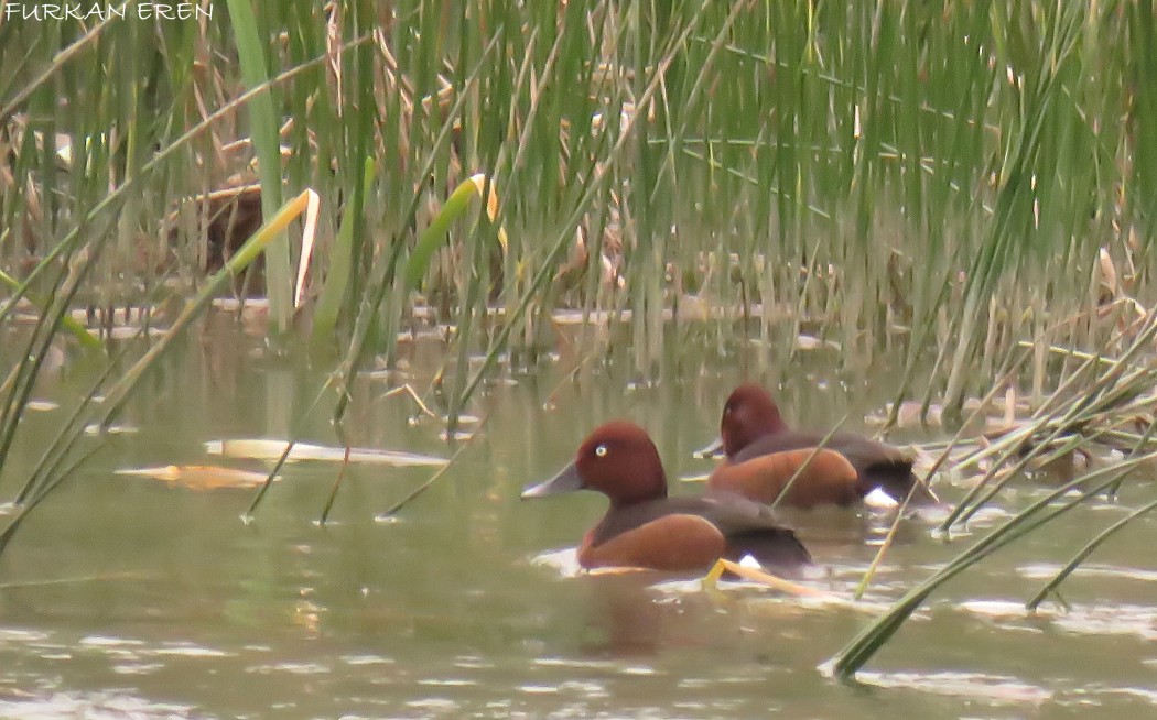 Ferruginous Duck
