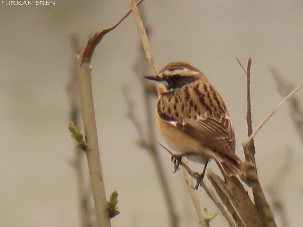 Whinchat
