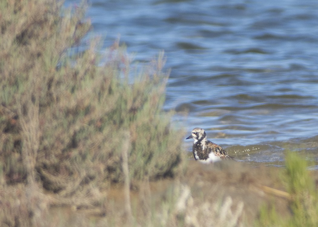Ruddy Turnstone