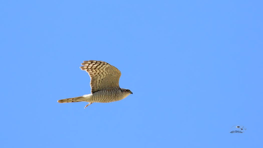 Eurasian Sparrowhawk
