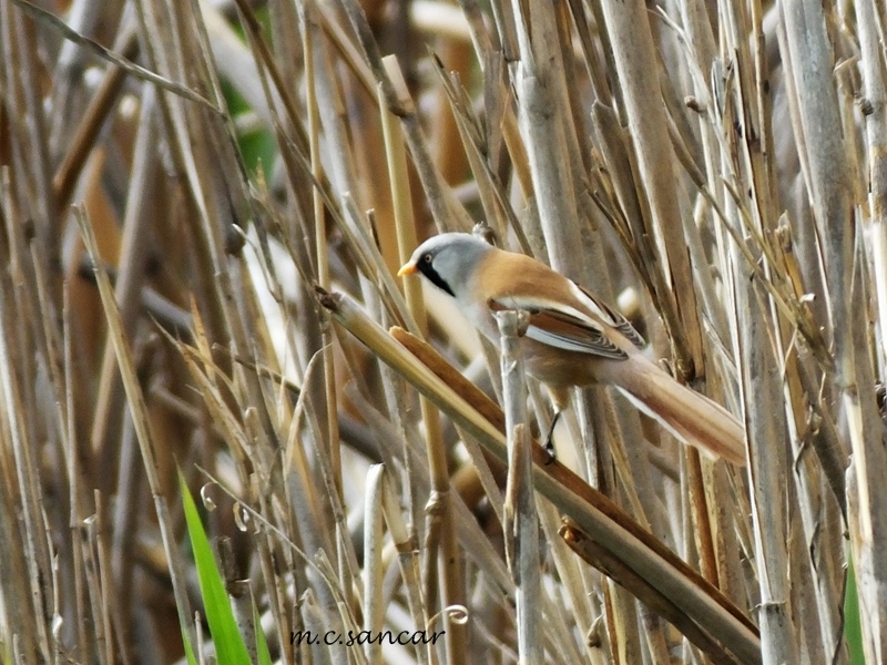 Bearded Reedling