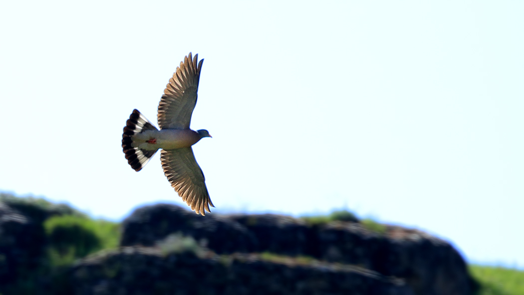 Common Wood Pigeon
