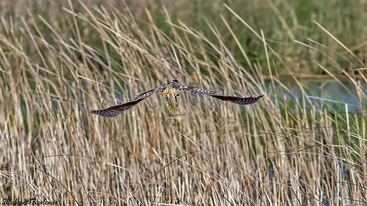 Eurasian Bittern