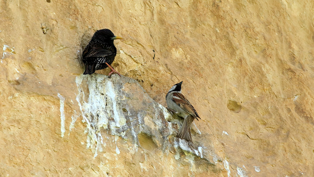 Common Starling