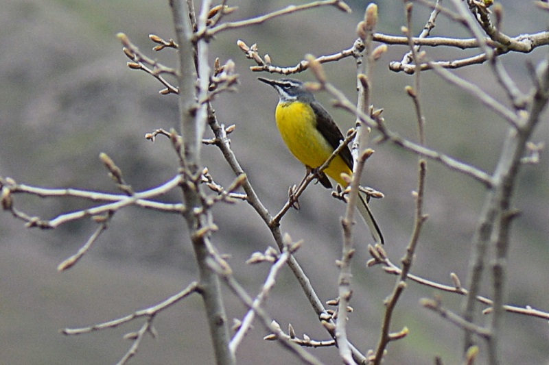 Grey Wagtail