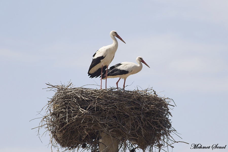 White Stork