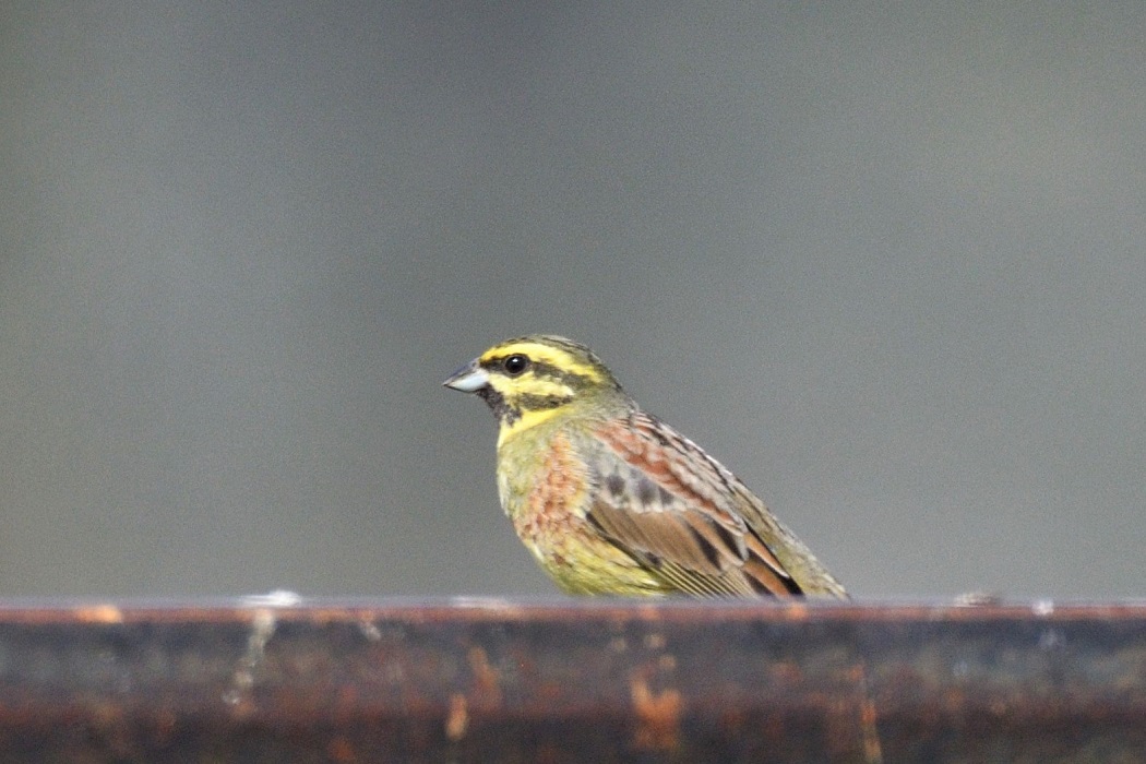 Cirl Bunting