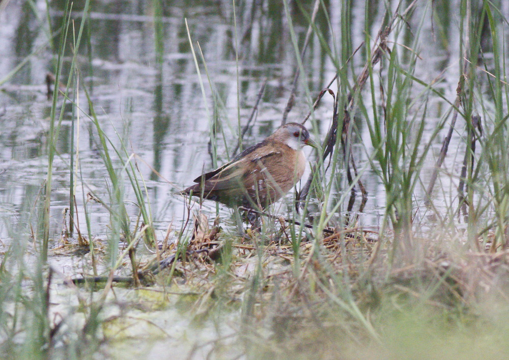 Little Crake