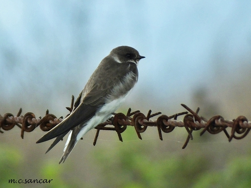 Sand Martin