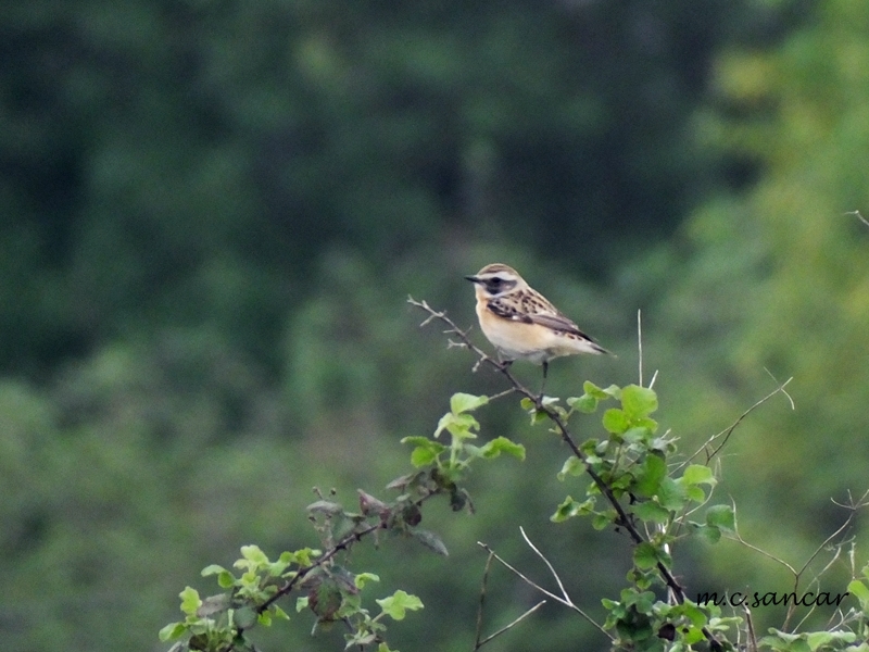 Whinchat