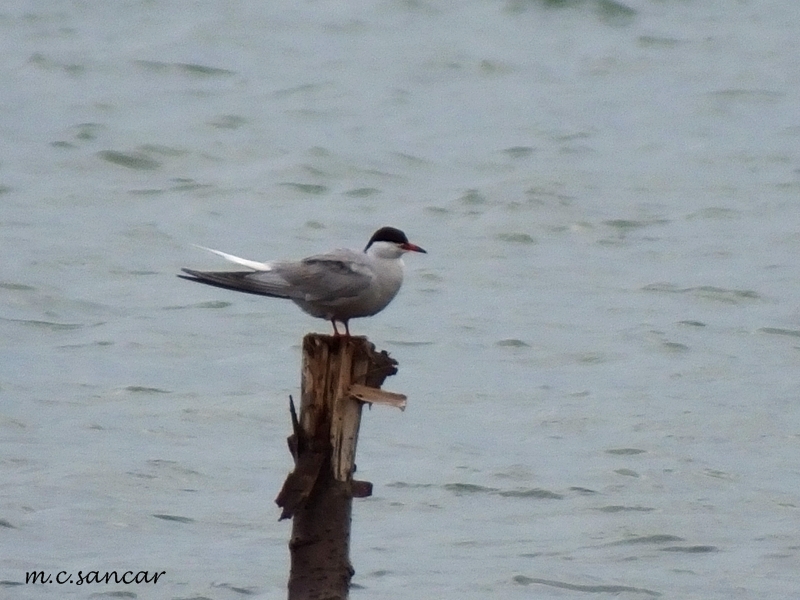 Common Tern