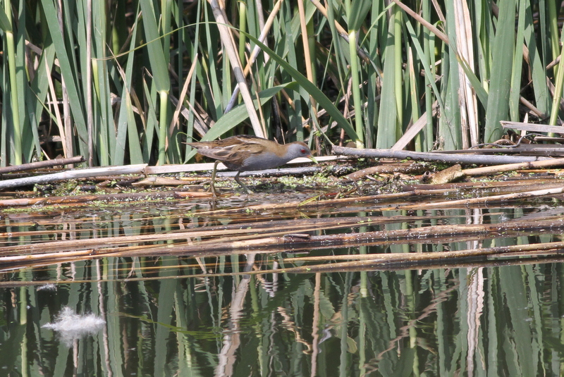 Little Crake