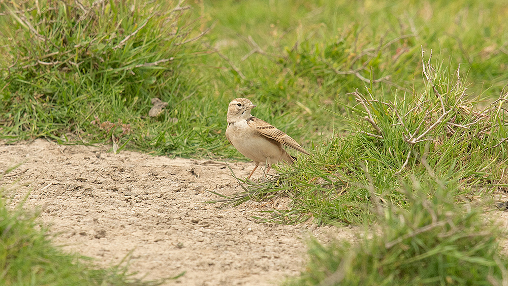 Greater Short-toed Lark