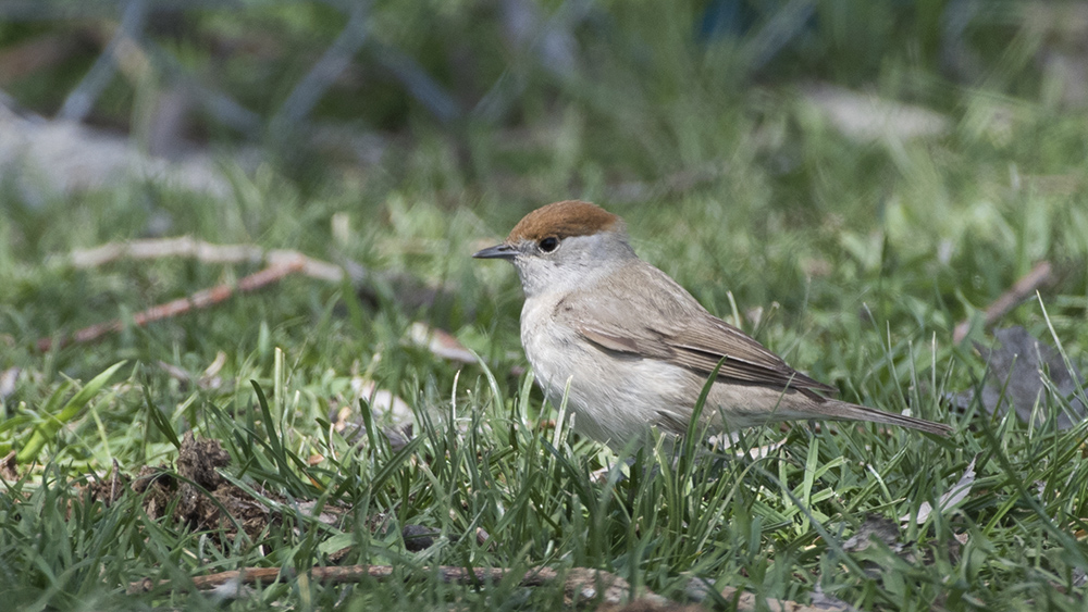 Eurasian Blackcap