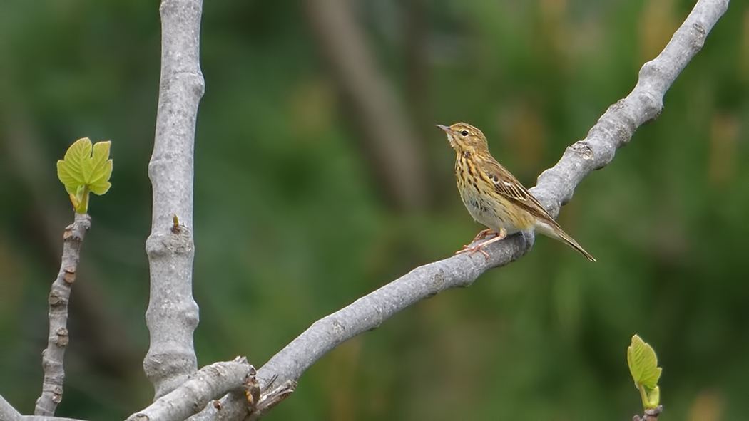Tree Pipit