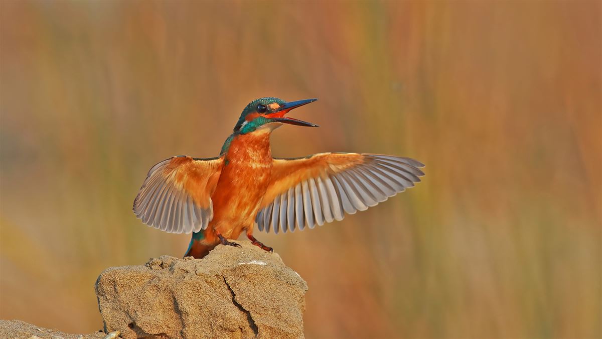 Common Kingfisher
