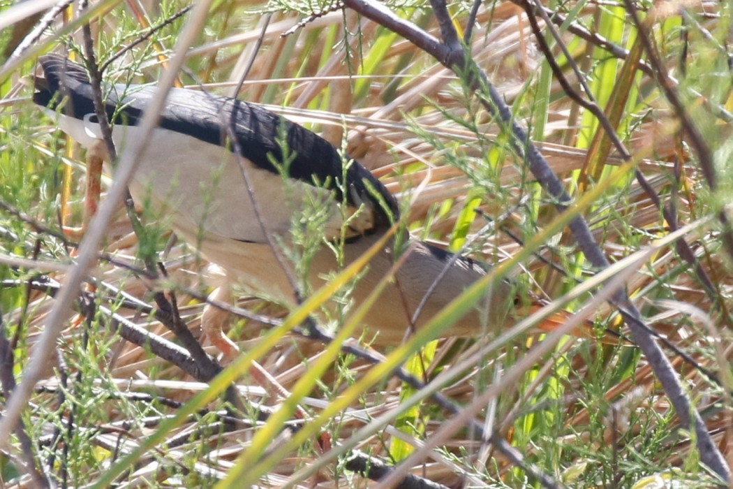 Little Bittern
