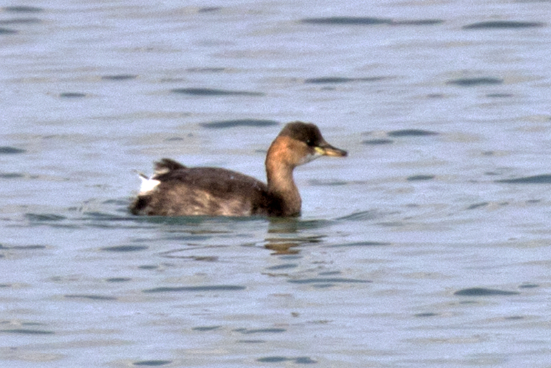 Little Grebe
