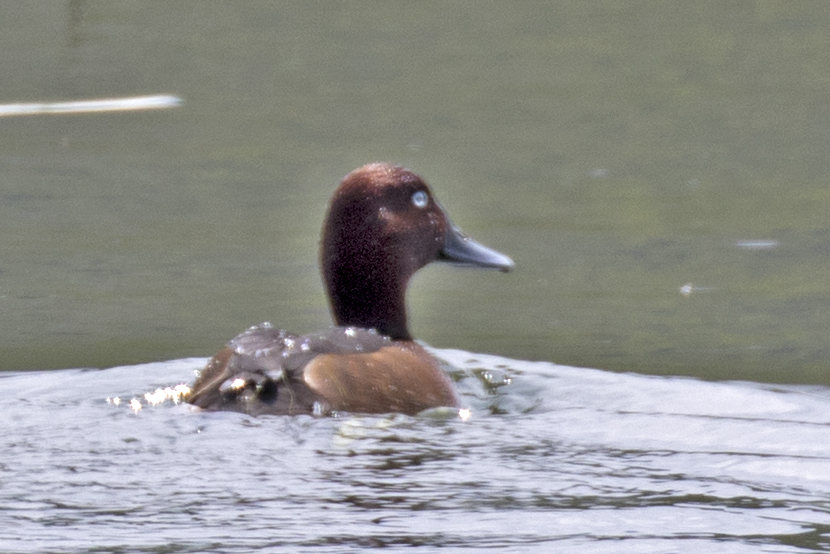Ferruginous Duck
