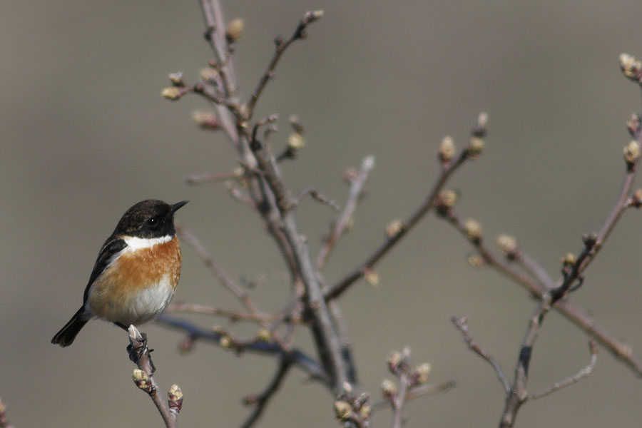 European Stonechat