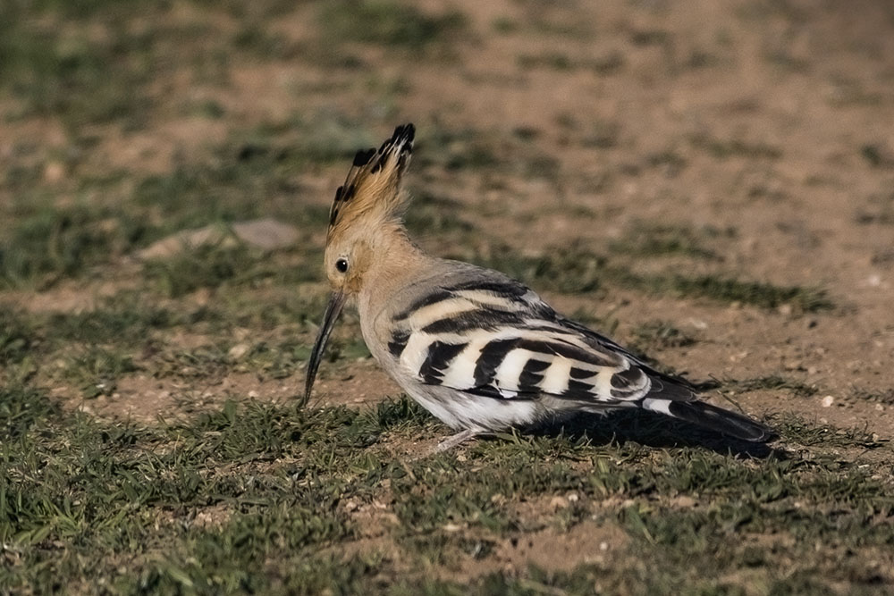 Common Hoopoe