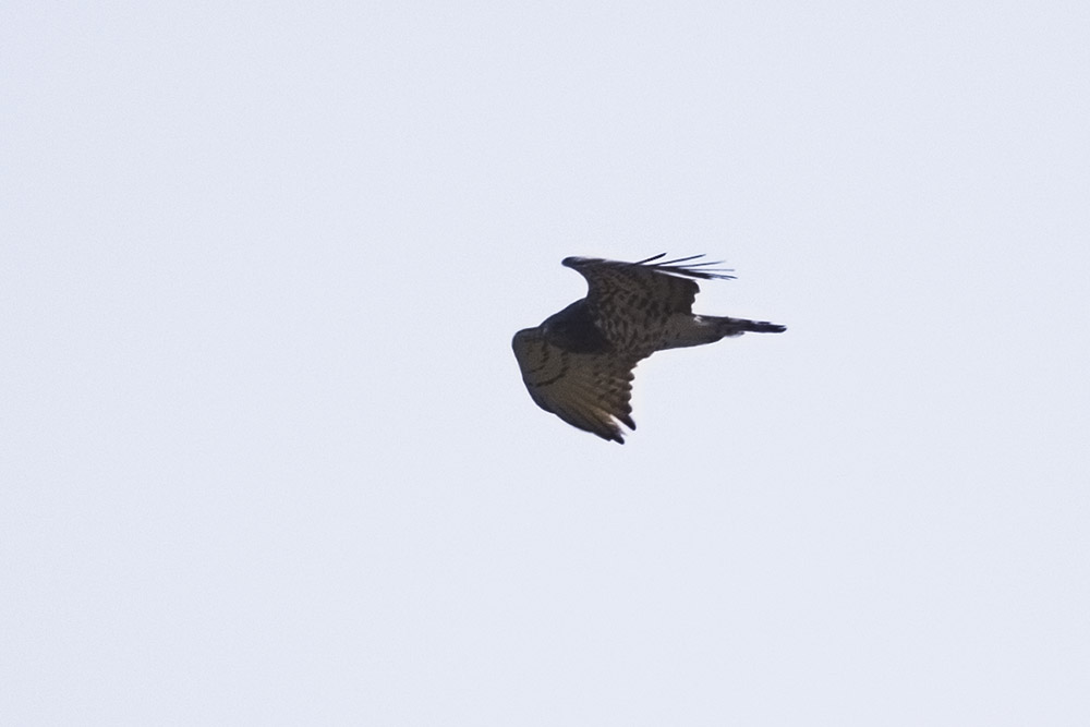 Short-toed Snake Eagle
