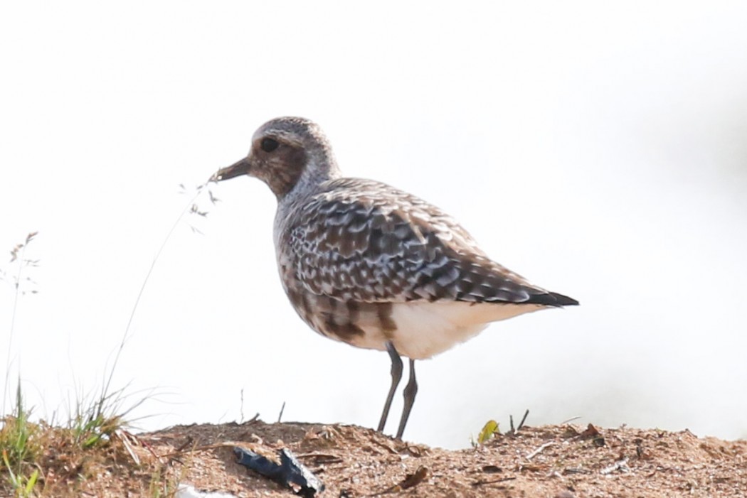Grey Plover