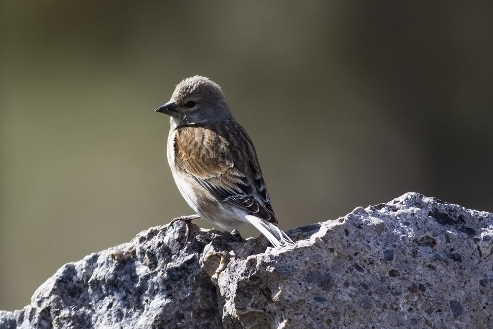 Common Linnet