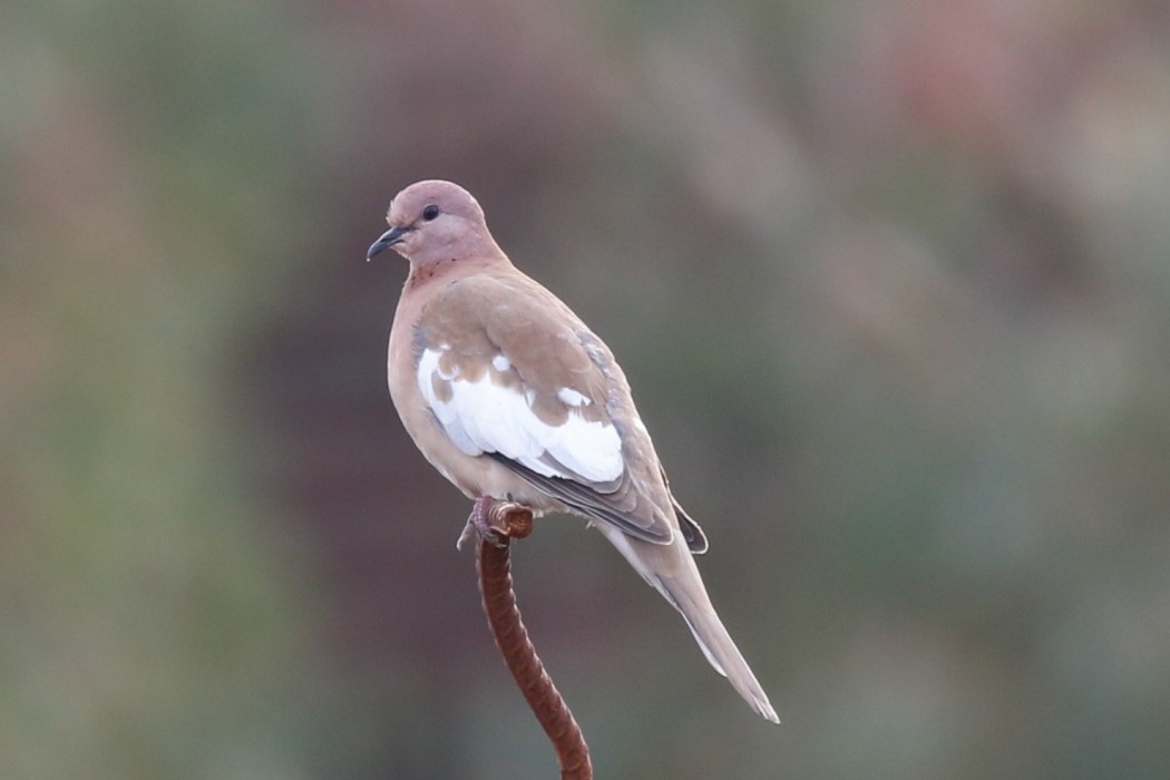 Laughing Dove
