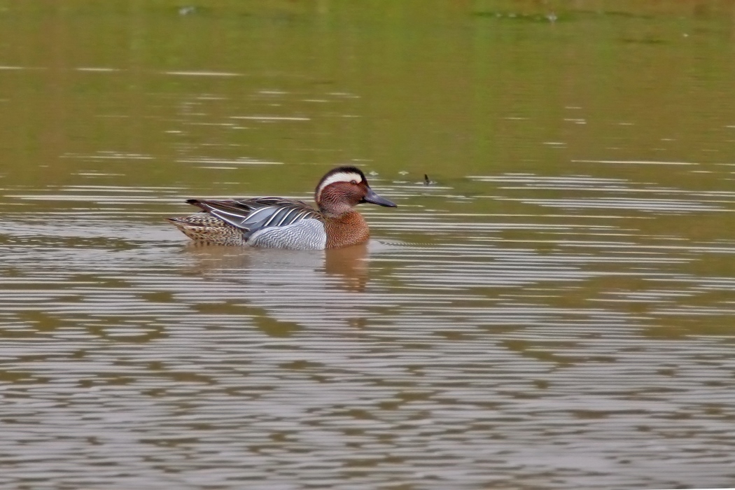 Garganey