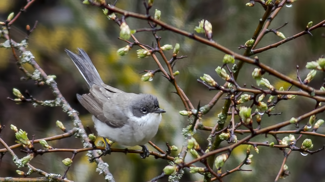 Lesser Whitethroat