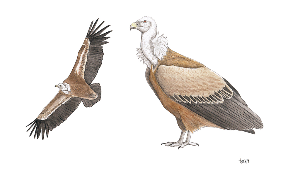 Griffon Vulture