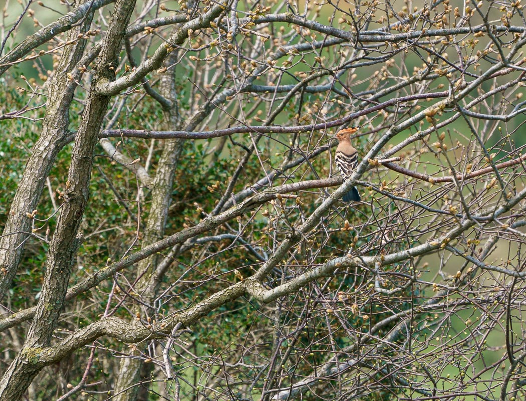 Common Hoopoe