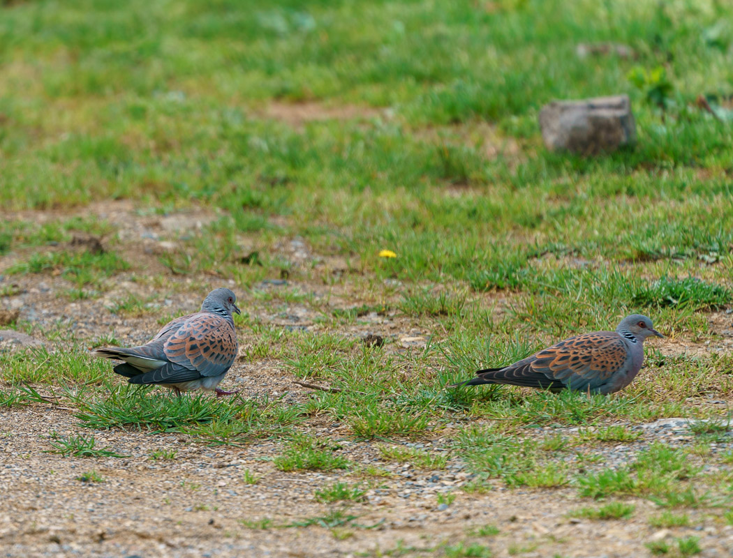 European Turtle Dove