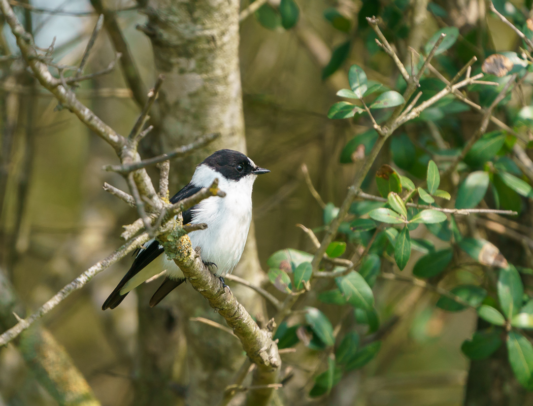 Collared Flycatcher