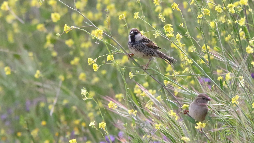 Spanish Sparrow