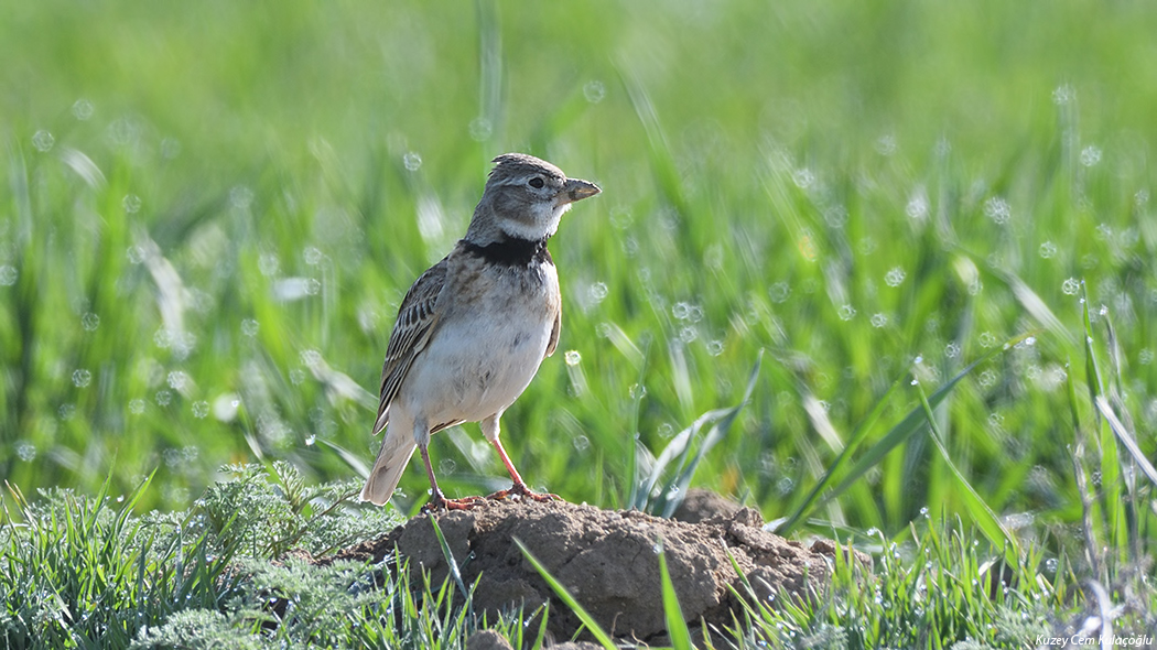 Calandra Lark