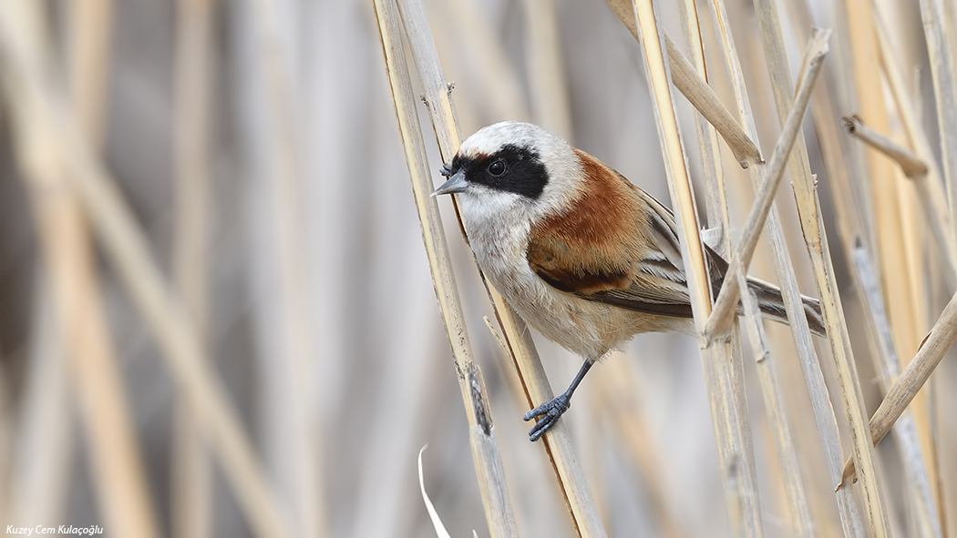 Eurasian Penduline Tit
